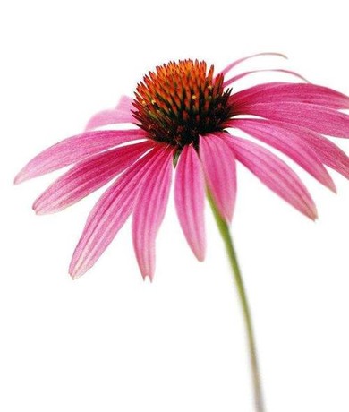 Echinacea Purpurea Herb Dry Extract