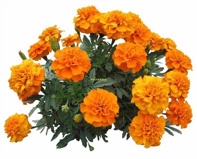 Marigold Lutein