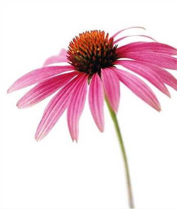 Echinacea Purpurea Herb Dry Extract