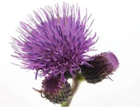 Silybum Marianum Extract, also known as milk thistle extract