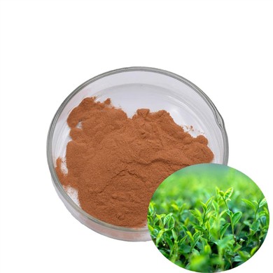 Green Tea Extract Powder