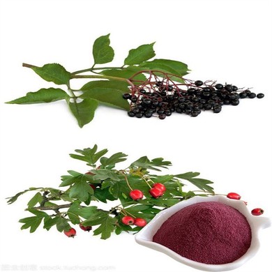 Black Elderberry Powder