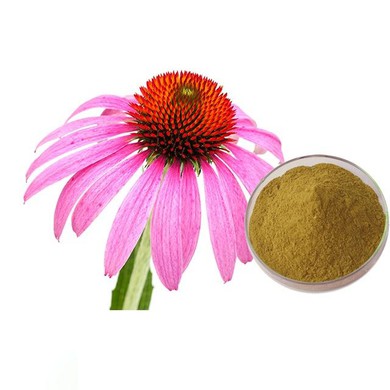 Echinacea Extract Powder