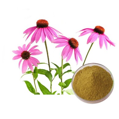 Echinacea Purpurea Extract Powder