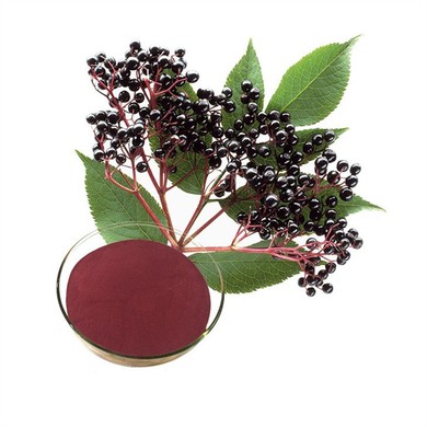 Elderberry Powder