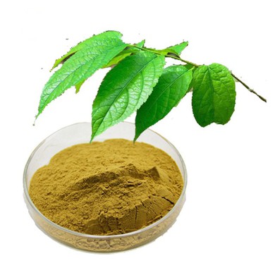 Eucommia Powder