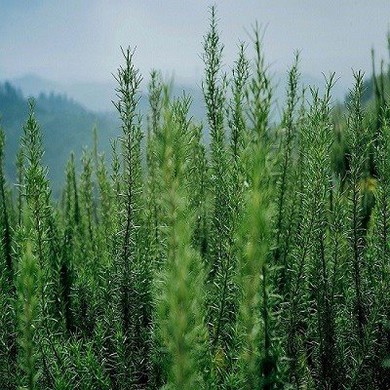 Rosemary Extract Powder