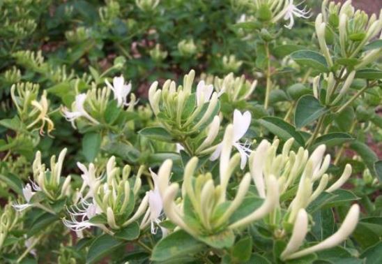 Honeysuckle 2