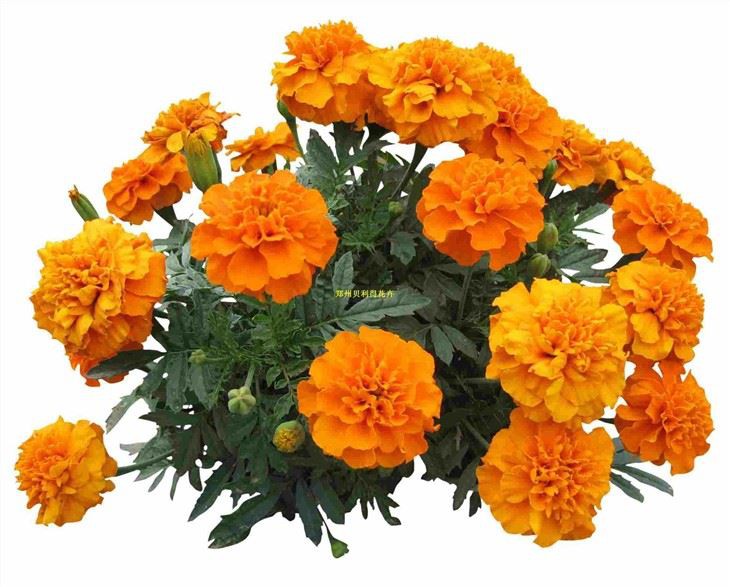 Marigold Lutein